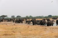 Pirschfahrt am Nachmittag im Hwange NP - Elefantenmarsch hautnah