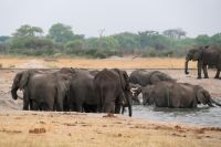 Pirschfahrt am Nachmittag im Hwange NP - Elefantenmarsch hautnah