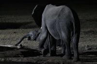 Hwange Safari Lodge - Elefanten am Abend