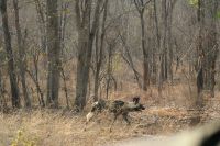 Unterwegs nach Botswana - Wildhunde