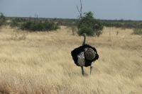 Unterwegs in Botswana - Gevatter Strauß