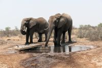 Unterwegs in Botswana - Elefantenbande am Trinkwasserbrunnen