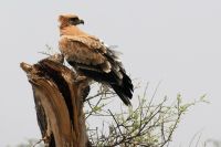 Unterwegs in Botswana - Adler