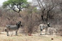 Unterwegs in Botswana - Steppenzebras