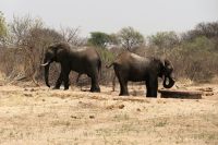 Unterwegs in Botswana - schon wieder Elefanten