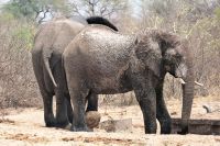 Unterwegs in Botswana - ... noch mehr Elefanten am Strassenrand