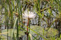 Flora am Thamalakane Fluss - Tages Wasserlilie