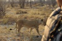 Ausflug ins Moremi Wildreservat - Löwin