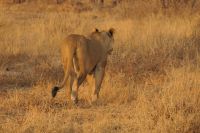 Ausflug ins Moremi Wildreservat - Löwin