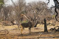 Ausflug ins Moremi Wildreservat - Mister Kudu