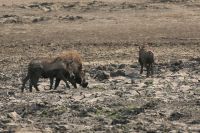 Ausflug ins Moremi Wildreservat - Warzenschweine