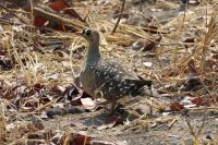 Ausflug ins Moremi Wildreservat -  Flughuhn oder Taube - Frage an den Experten