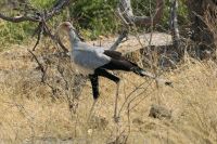 Ausflug ins Moremi Wildreservat - Sekretär