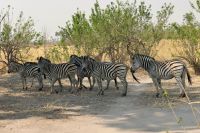 Ausflug ins Moremi Wildreservat - Steppenzebras