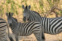 Ausflug ins Moremi Wildreservat - Steppenzebras