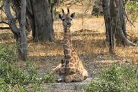 Ausflug ins Moremi Wildreservat - Giraffenkind