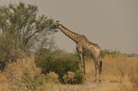 Ausflug ins Moremi Wildreservat - Steppenzebras