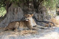 Ausflug ins Moremi Wildreservat - Löwenrudel