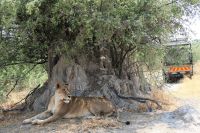 Ausflug ins Moremi Wildreservat - Löwenrudel