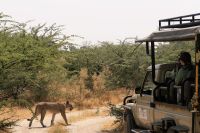 Ausflug ins Moremi Wildreservat - Löwenrudel mit Teenies