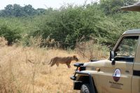 Ausflug ins Moremi Wildreservat - Löwenrudel mit Teenies