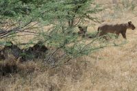 Ausflug ins Moremi Wildreservat - Löwenrudel mit Teenies