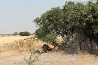 Ausflug ins Moremi Wildreservat - Löwenrudel 