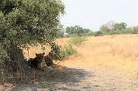 Ausflug ins Moremi Wildreservat - Löwenrudel 