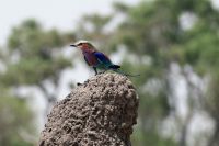 Ausflug ins Moremi Wildreservat - Gabelracke