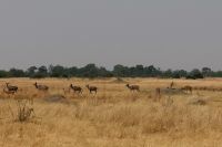 Ausflug ins Moremi Wildreservat 