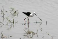 Ausflug ins Moremi Wildreservat - Schwarzflügel-Stelze