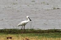 Ausflug ins Moremi Wildreservat - Löffler
