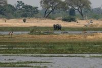 Ausflug ins Moremi Wildreservat