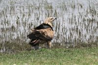 Ausflug ins Moremi Wildreservat - Raub-oder Savannenadler