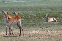 Ausflug ins Moremi Wildreservat - Letschwe