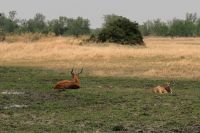 Ausflug ins Moremi Wildreservat