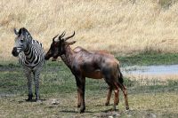 Ausflug ins Moremi Wildreservat - Zebra und Leierantilope (Tsessebe)
