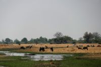 Ausflug ins Moremi Wildreservat