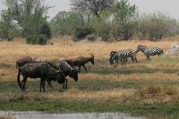 Ausflug ins Moremi Wildreservat