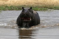 Ausflug ins Moremi Wildreservat - nicht mehr happy Hippo