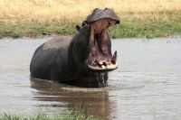 Ausflug ins Moremi Wildreservat - Hippo
