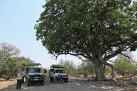 Ausflug ins Moremi Wildreservat - Pause unterm Leberwurstbaum