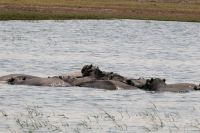 Ausflug ins Moremi Wildreservat - Hippo Pool