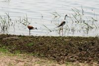 Ausflug ins Moremi Wildreservat - Blatthühnchen und Stelzenläufer