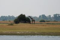 Ausflug ins Moremi Wildreservat