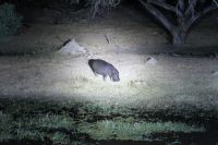 Mogotlho Lodge- Abendessen mit Hippos