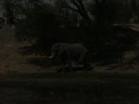 Mogotlho Lodge - und nachts Elefanten