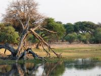 Morgendliche Pirschfahrt am Khwai