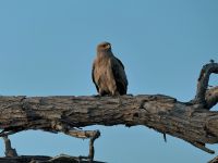 Morgendliche Pirschfahrt am Khwai - Steppenadler