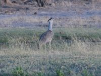 Morgendliche Pirschfahrt am Khwai - Riesentrappe